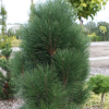 Сосна черная (Pinus nigra) Пирамидалис С3 СП/25