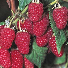 Основное изображение товара