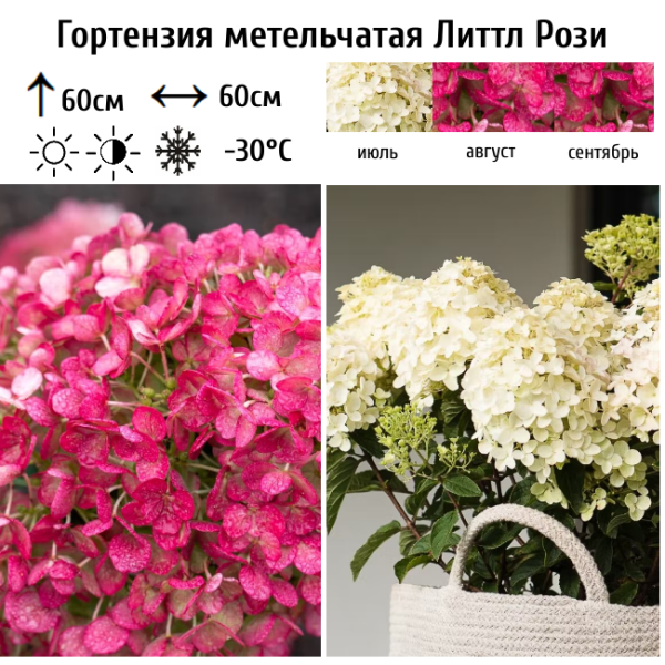 Основное изображение товара