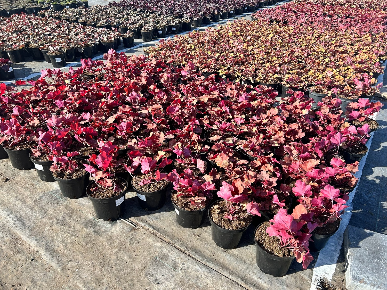 Раскрасим раннюю весну гейхерами!