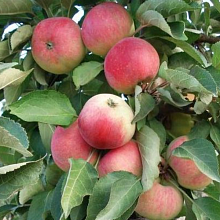 Основное изображение товара