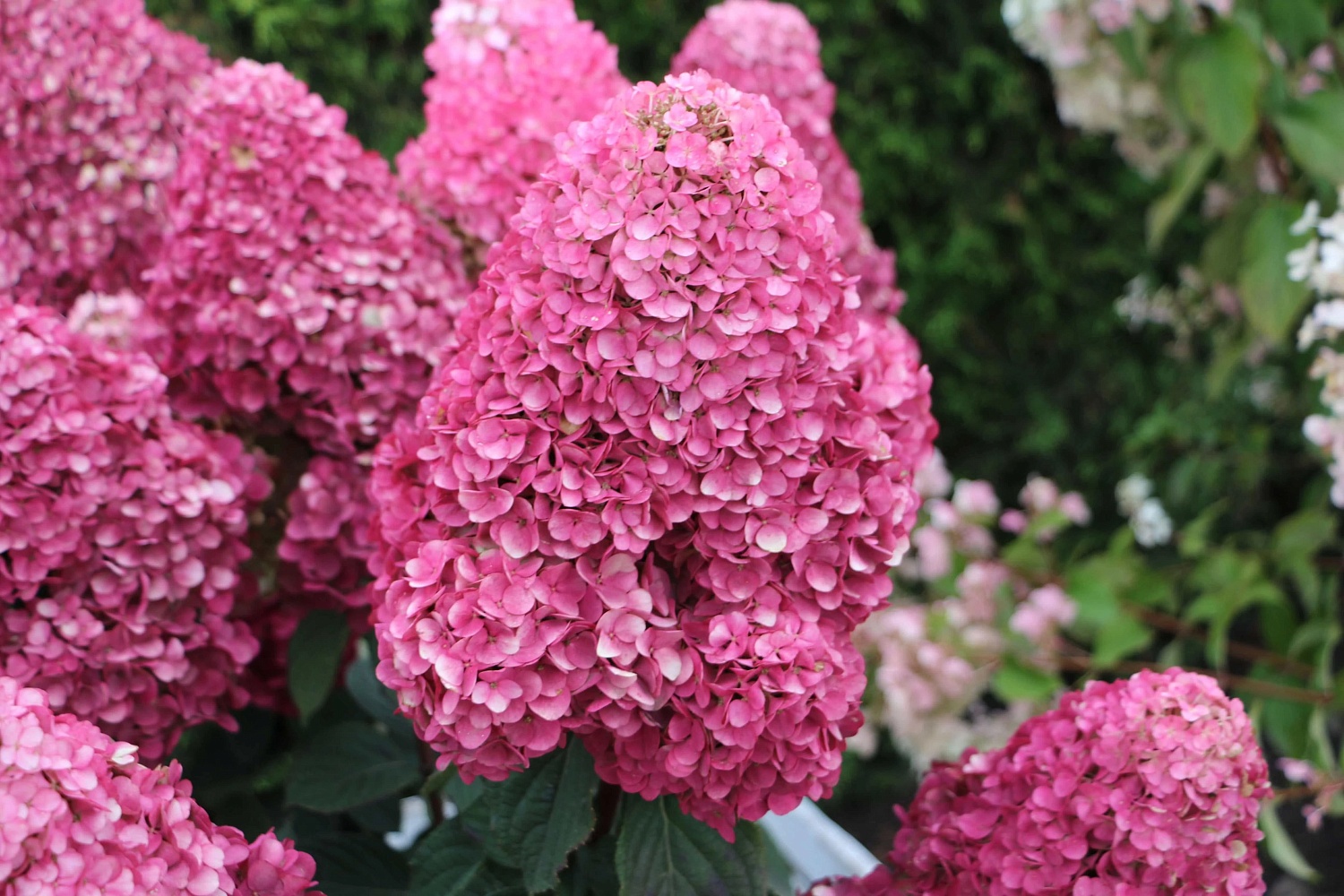 Сорт гортензии Самарская Лидия