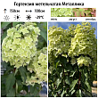 Гортензия метельчатая 