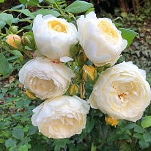 Основное изображение товара