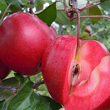 Основное изображение товара