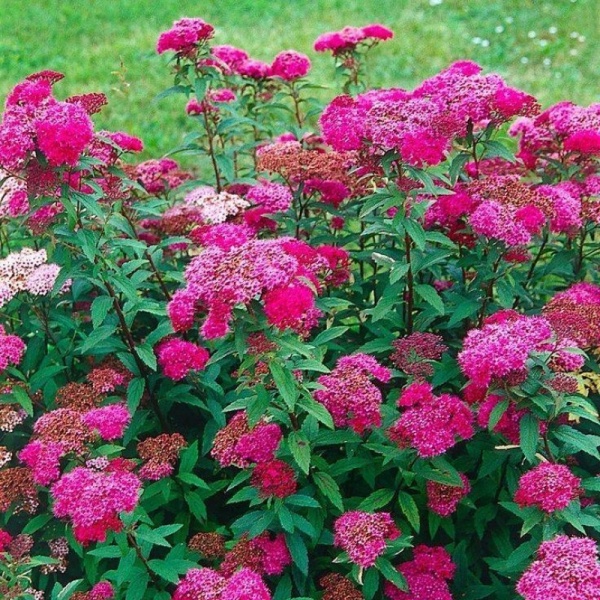 Основное изображение товара