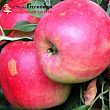 Яблоня 