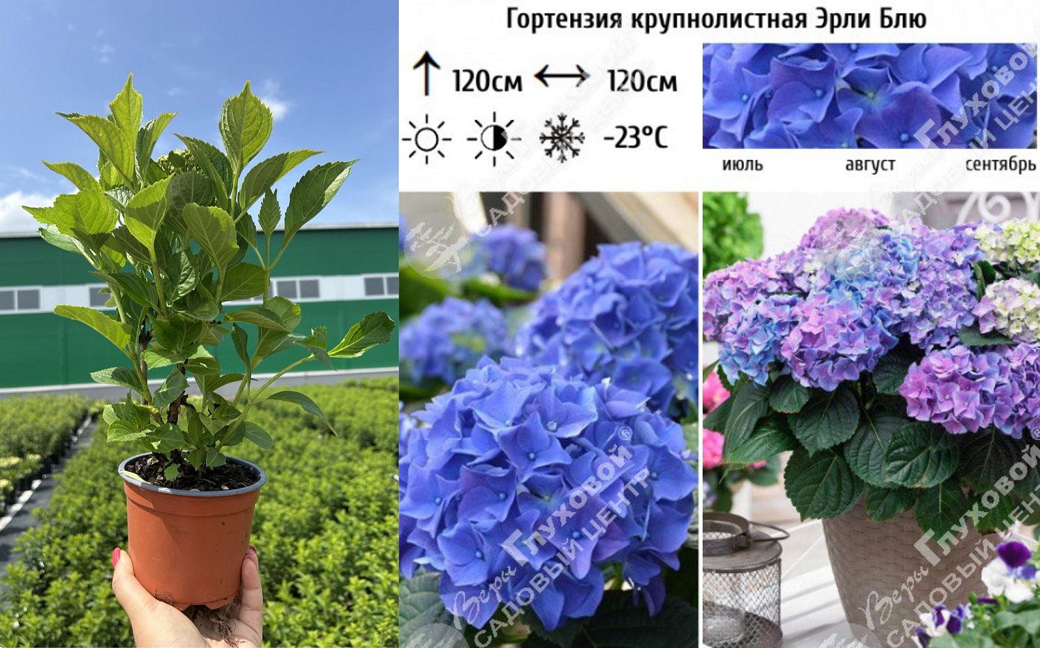 Специальное предложение