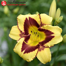 Основное изображение товара