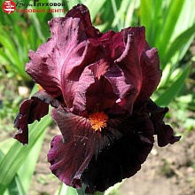 Основное изображение товара