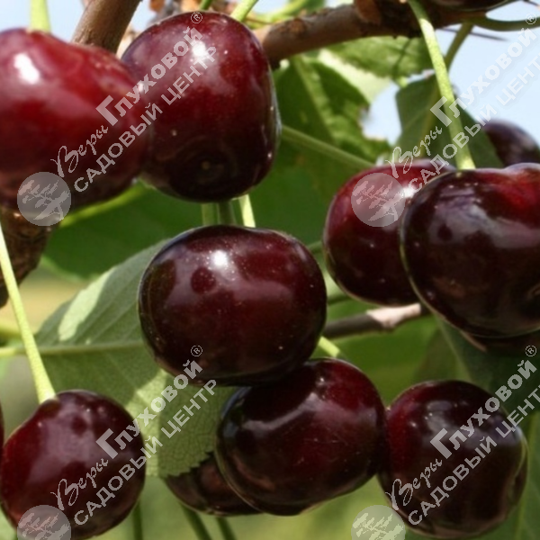 Вишня "Харитоновская" на фото