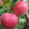 Яблоня Рождественское (зимний сорт) С7,5