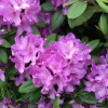 Рододендрон (Rhododendron) крупноцветковый 'Catawbiense Grandiflorum'  30-40 С5 ПЧ/26