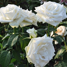 Основное изображение товара