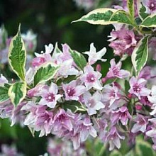 Основное изображение товара