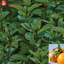 Основное изображение товара