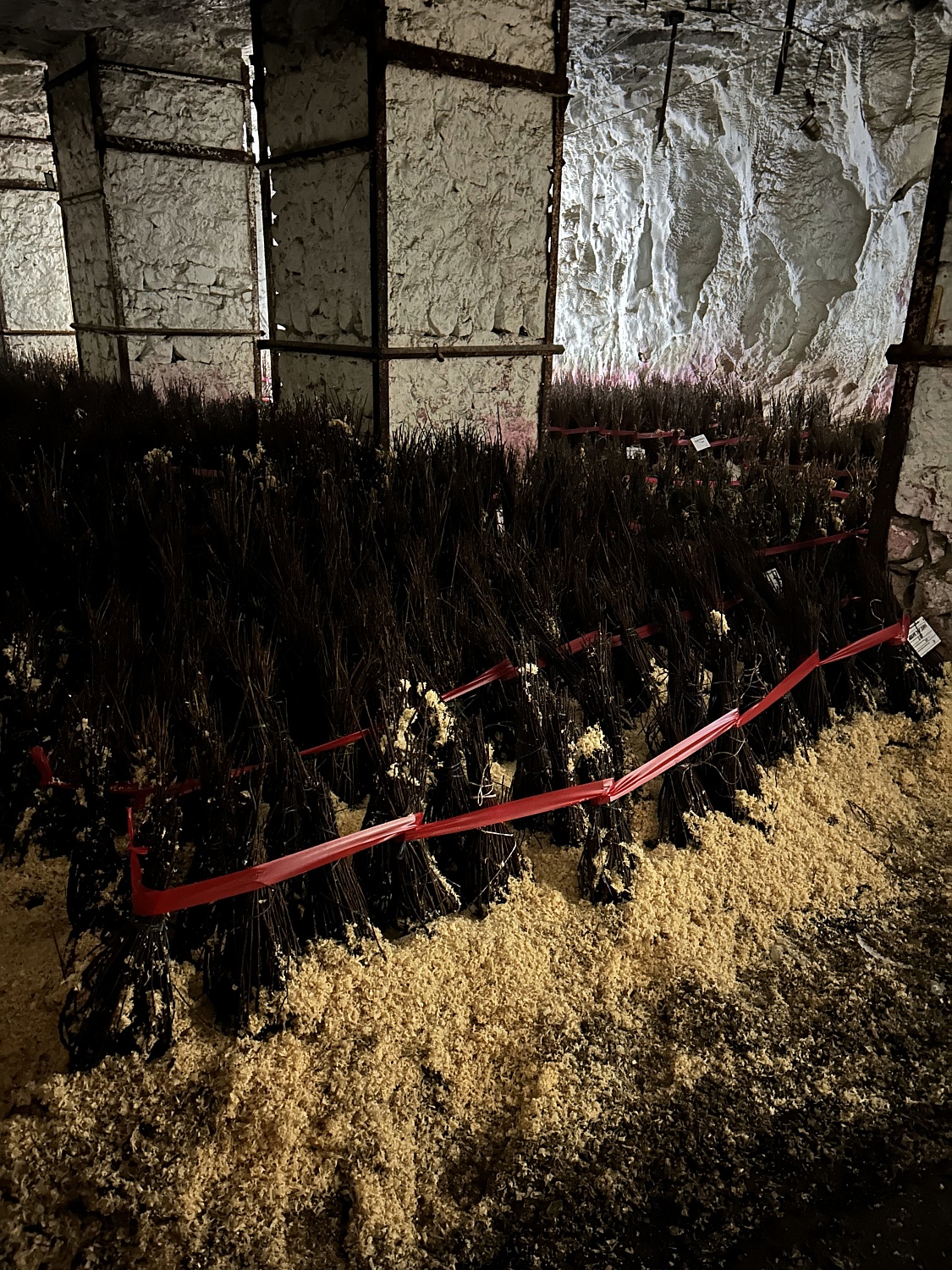 Не только королева сада, но и хозяйка горы