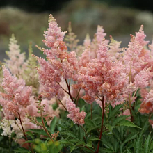 Основное изображение товара