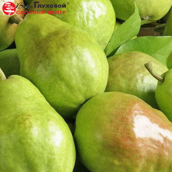 Основное изображение товара