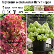 Гортензия метельчатая 