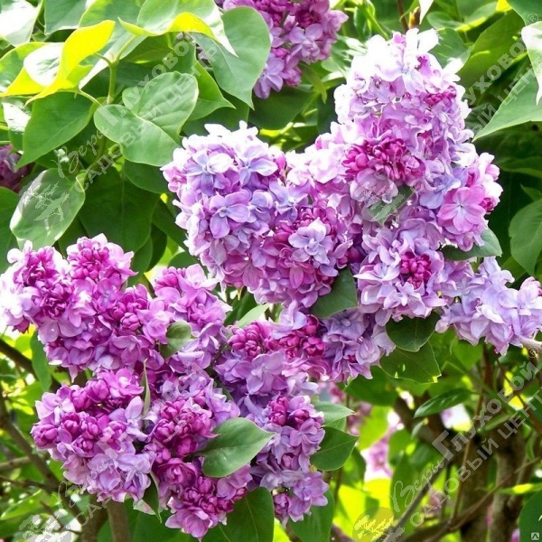 Сирень обыкновенная "Катерина Хавемейер" на фото