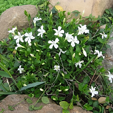 Основное изображение товара