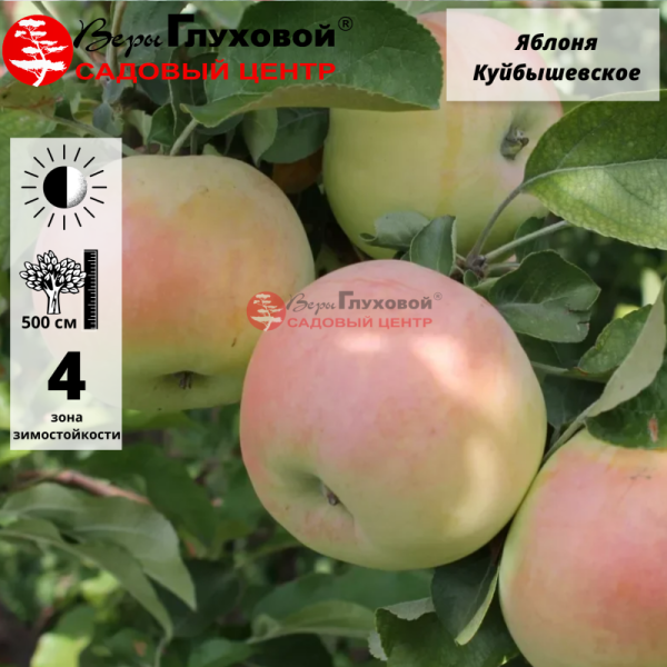 Основное изображение товара