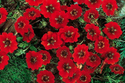 Лапчатка гибридная Лапчатка гибридная